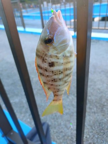 ハマフエフキの釣果