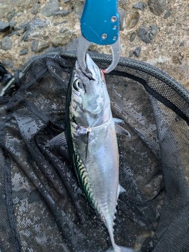 ソウダガツオの釣果