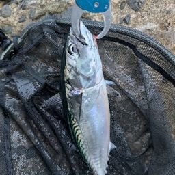 ソウダガツオ