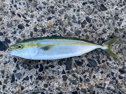 ツバスの釣果