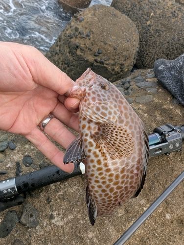 オオモンハタの釣果