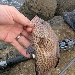 オオモンハタ