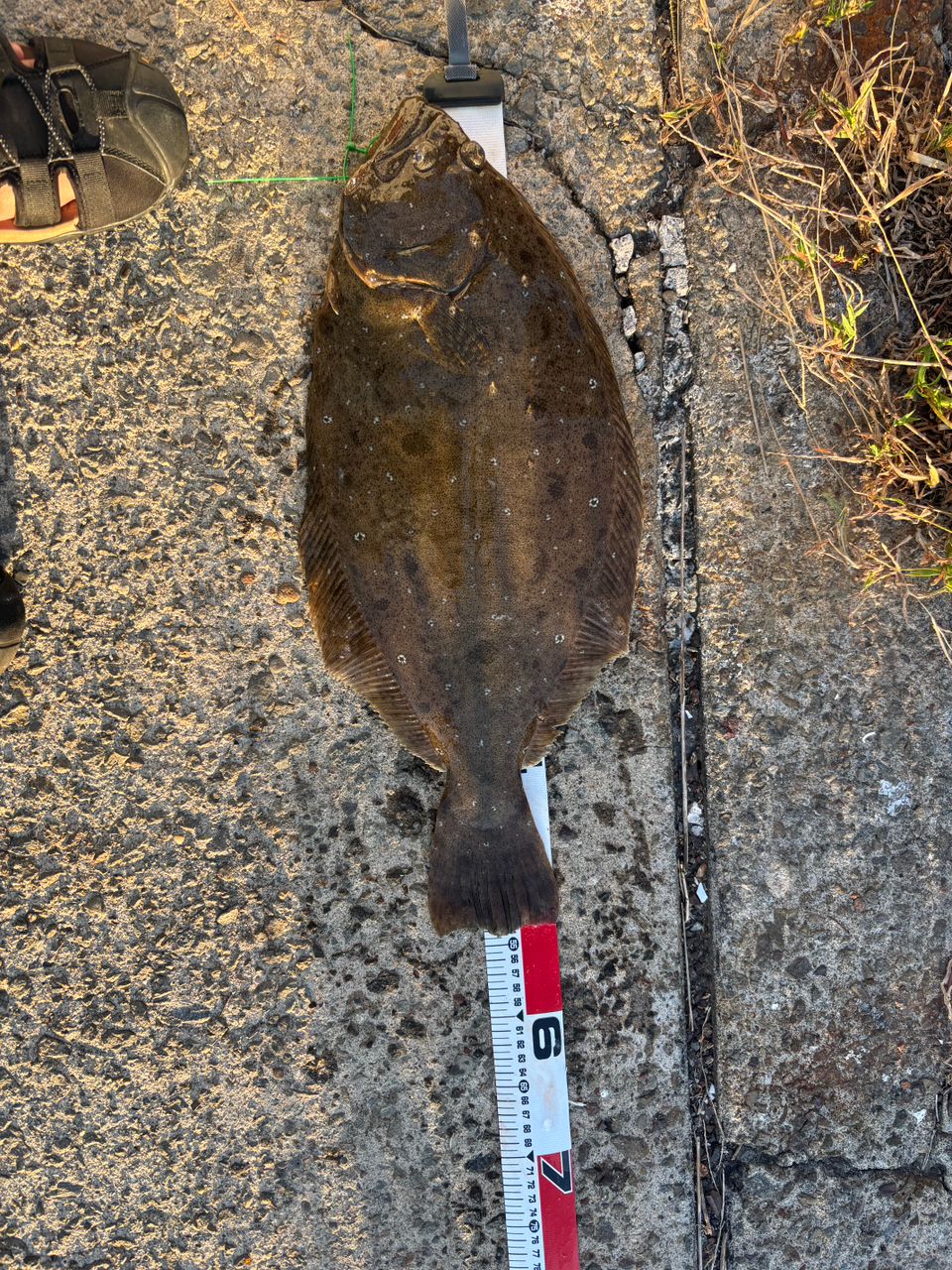 ぶらうんさんの釣果 1枚目の画像