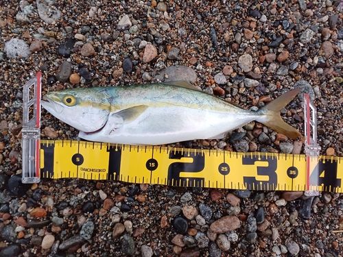 ツバイソの釣果