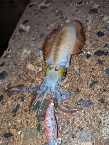 アオリイカの釣果