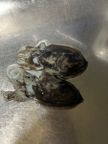 赤坂海岸