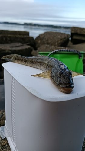 ハゼの釣果
