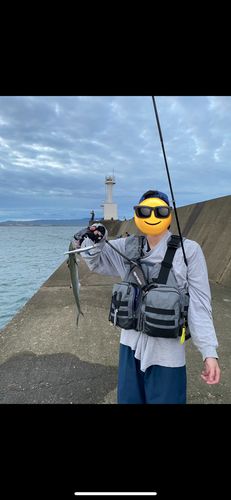 サゴシの釣果