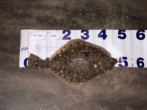 ヒラメの釣果