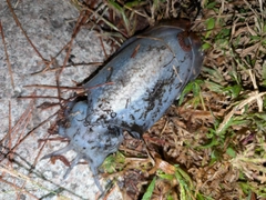 シリヤケイカの釣果