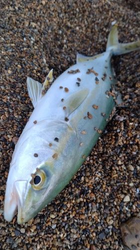 ツバスの釣果