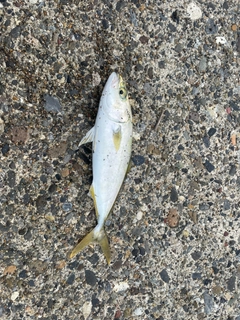 ワカシの釣果
