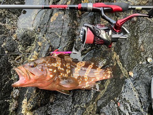 アコウの釣果