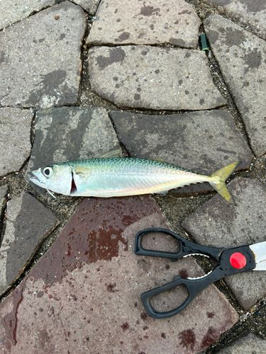 サバの釣果