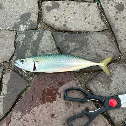 サバ