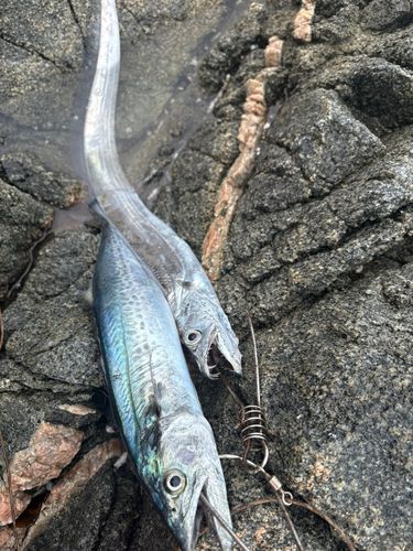 サゴシの釣果