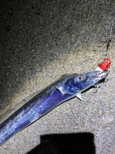 タチウオの釣果