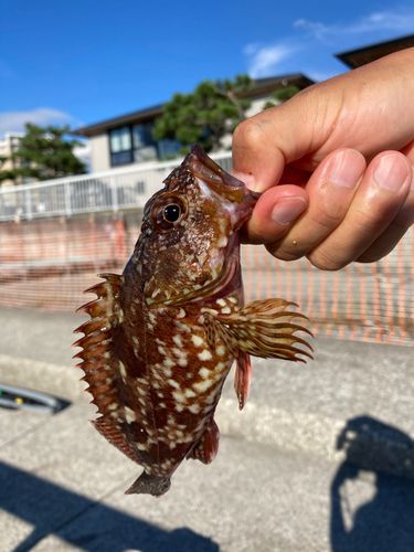 ガシラの釣果