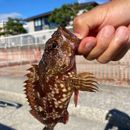 ガシラ