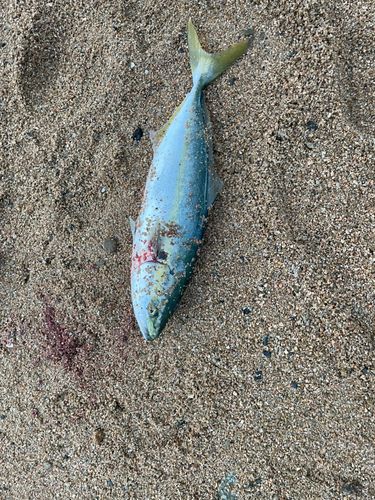 ヤズの釣果
