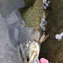 スモールマウスバス