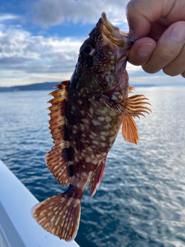 ガシラの釣果