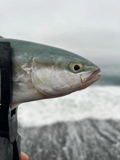 イナダの釣果