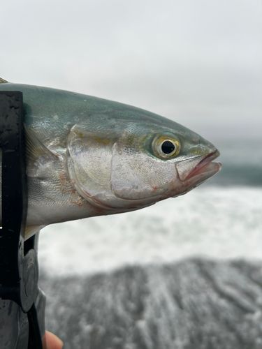 イナダの釣果