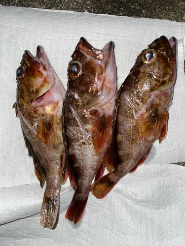 カサゴの釣果