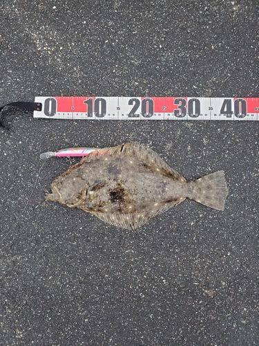 ソゲの釣果