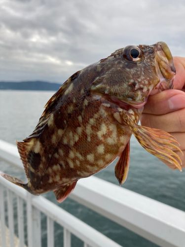ガシラの釣果