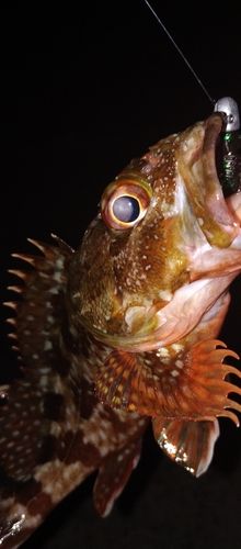 ガシラの釣果