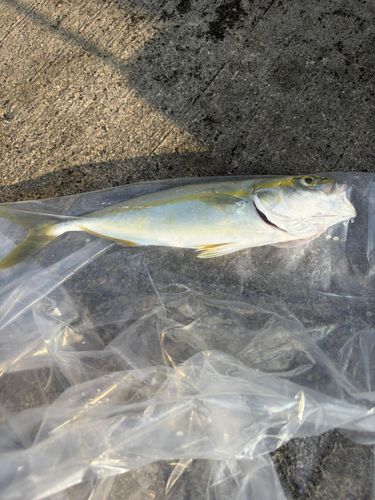 コゾクラの釣果