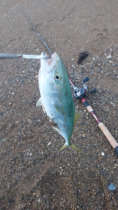 コゾクラの釣果