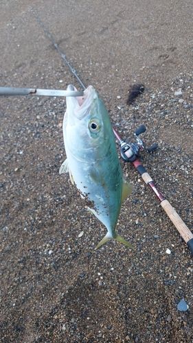 コゾクラの釣果