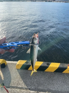 サバの釣果