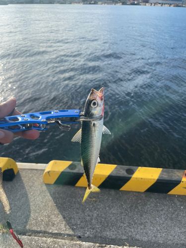 サバの釣果