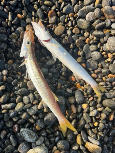 カマスの釣果
