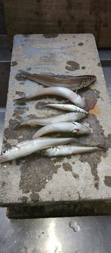 シロギスの釣果