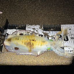アオリイカ