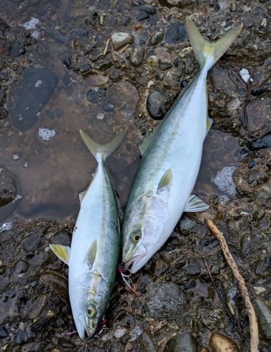 フクラギの釣果