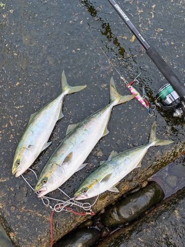 フクラギの釣果