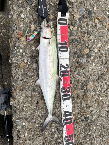 サゴシの釣果