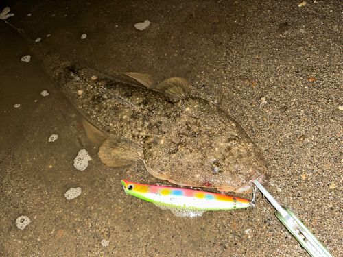マゴチの釣果