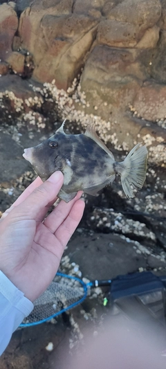 カワハギの釣果