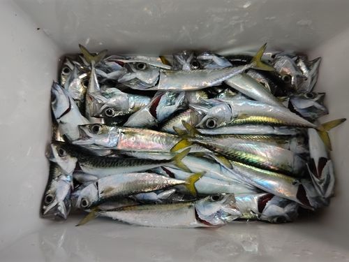 サバの釣果