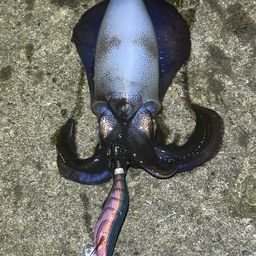アオリイカ