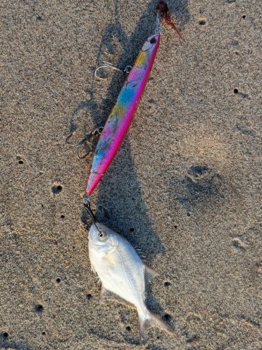 メッキの釣果