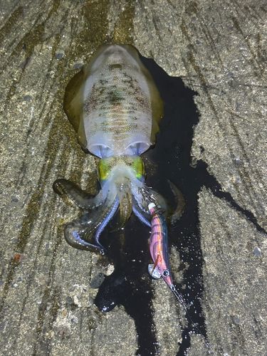 アオリイカの釣果