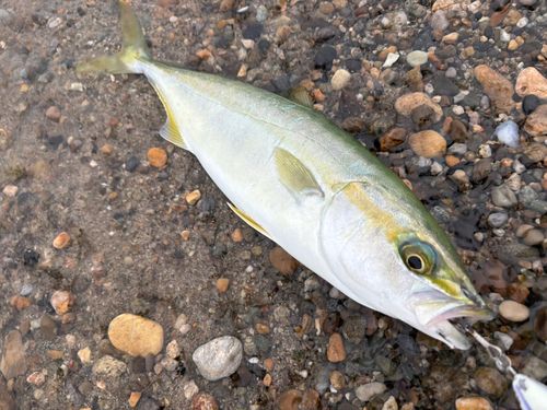 ワカシの釣果